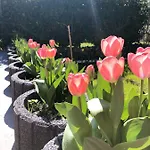 Vip 67